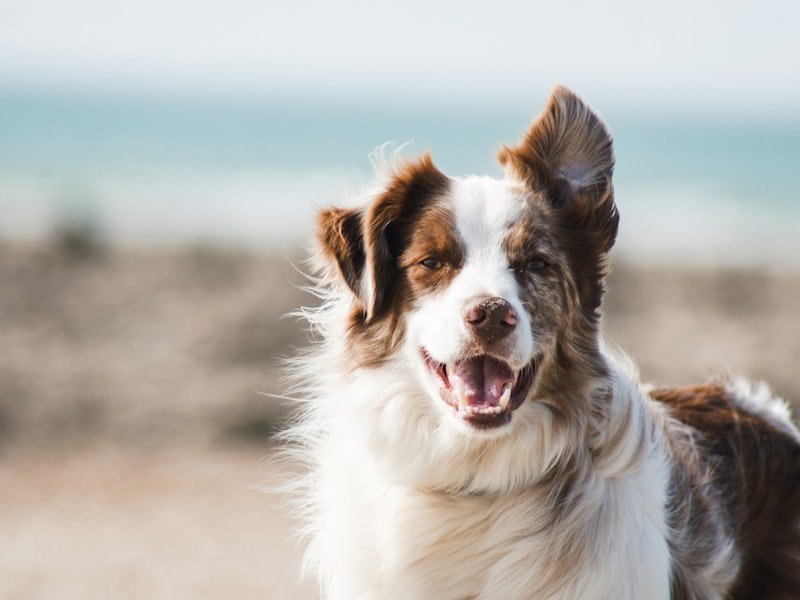 Happy dog during safe pet transport with Rana Pet Transport
