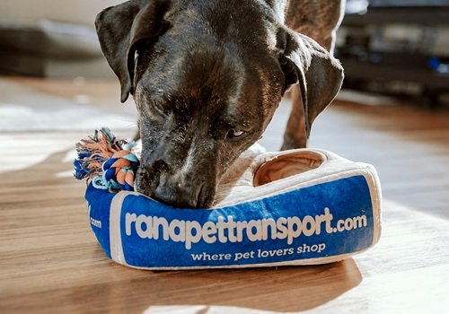 Rana Pet Transport journey story
